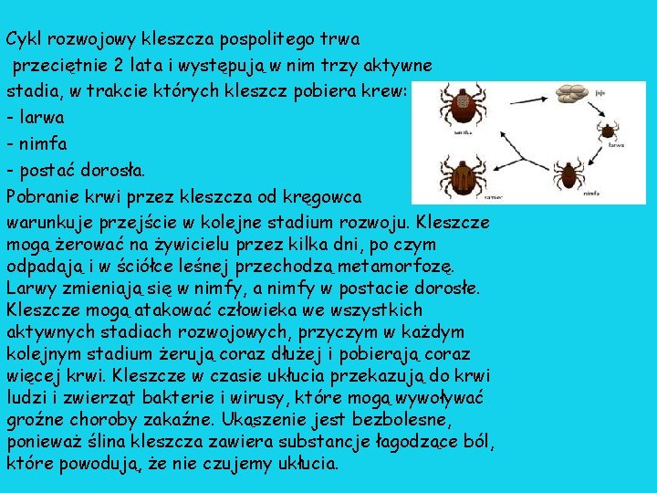 Cykl rozwojowy kleszcza pospolitego trwa przeciętnie 2 lata i występują w nim trzy aktywne Cykl rozwojowy kleszcza pospolitego trwa przeciętnie 2 lata i występują w nim trzy aktywne