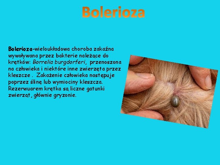 Bolerioza-wieloukładowa choroba zakaźna wywoływana przez bakterie należące do krętków: Borrelia burgdorferi, przenoszona na człowieka Bolerioza-wieloukładowa choroba zakaźna wywoływana przez bakterie należące do krętków: Borrelia burgdorferi, przenoszona na człowieka