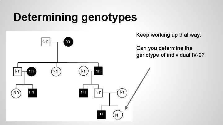 Determining genotypes Keep working up that way. Nn nn Can you determine the genotype