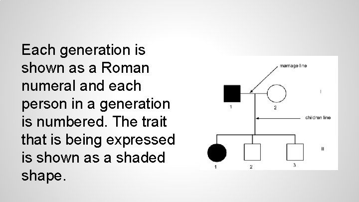 Each generation is shown as a Roman numeral and each person in a generation