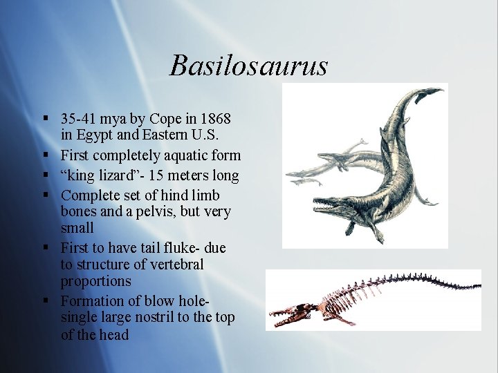 Basilosaurus § 35 -41 mya by Cope in 1868 in Egypt and Eastern U.
