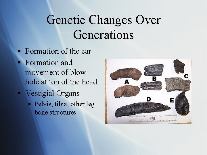 Genetic Changes Over Generations § Formation of the ear § Formation and movement of