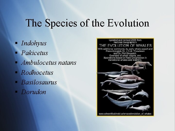 The Species of the Evolution § § § Indohyus Pakicetus Ambulocetus natans Rodhocetus Basilosaurus