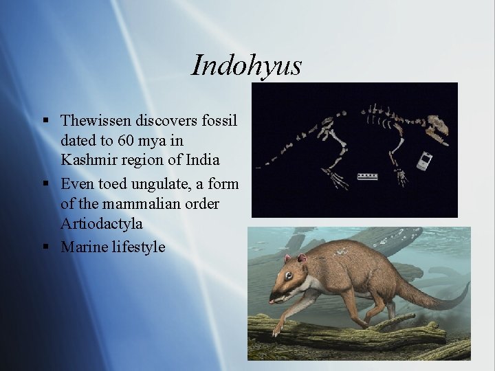 Indohyus § Thewissen discovers fossil dated to 60 mya in Kashmir region of India