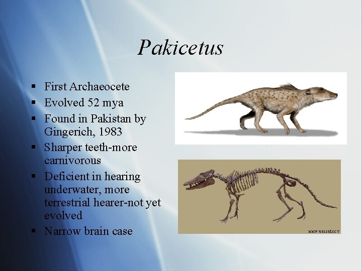 Pakicetus § First Archaeocete § Evolved 52 mya § Found in Pakistan by Gingerich,