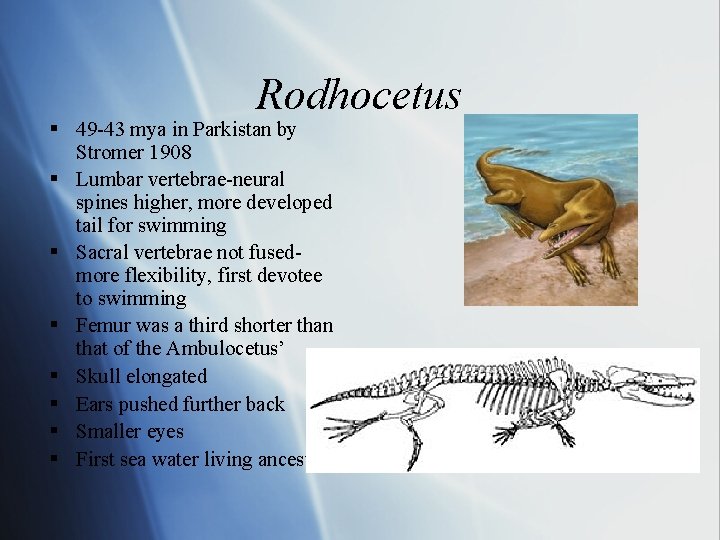 Rodhocetus § 49 -43 mya in Parkistan by Stromer 1908 § Lumbar vertebrae-neural spines