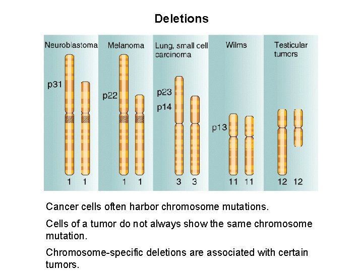 Deletions Cancer cells often harbor chromosome mutations. Cells of a tumor do not always