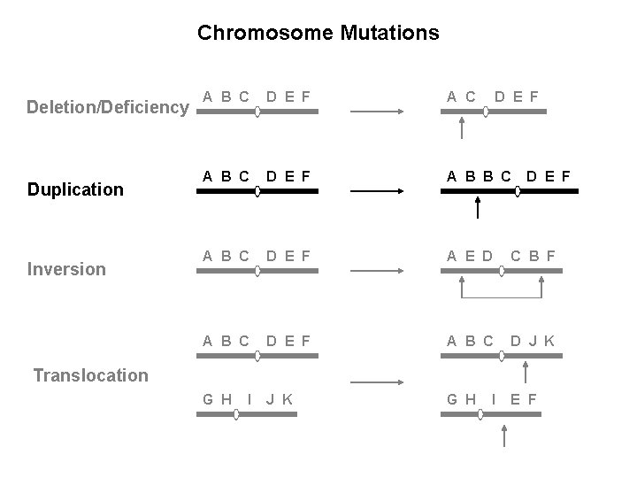 Chromosome Mutations Deletion/Deficiency Duplication Inversion A B C D E F A B B