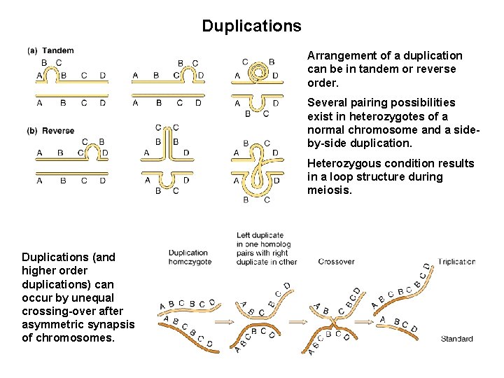 Duplications Arrangement of a duplication can be in tandem or reverse order. Several pairing