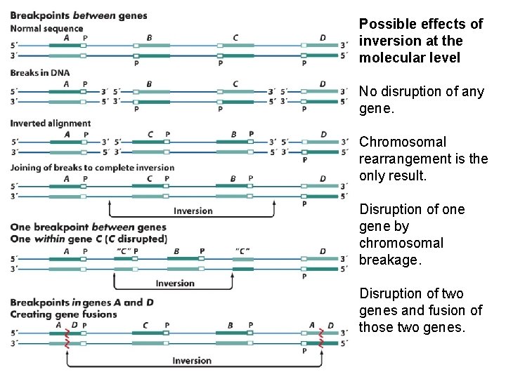 Possible effects of inversion at the molecular level No disruption of any gene. Chromosomal