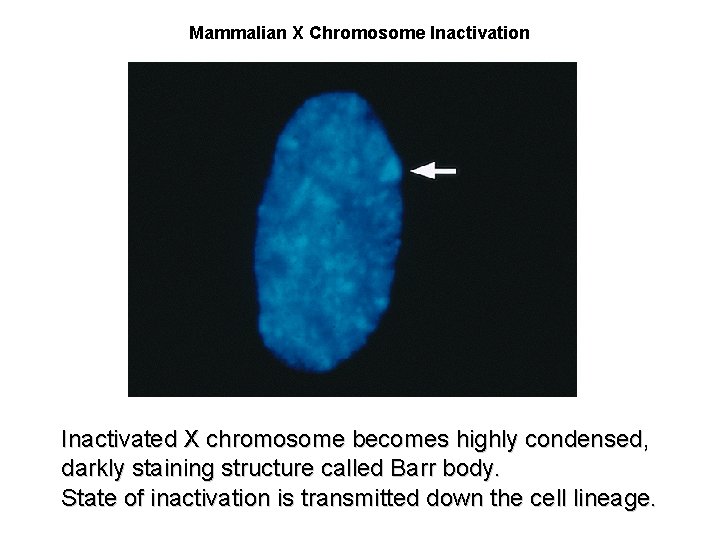 Mammalian X Chromosome Inactivation Inactivated X chromosome becomes highly condensed, darkly staining structure called