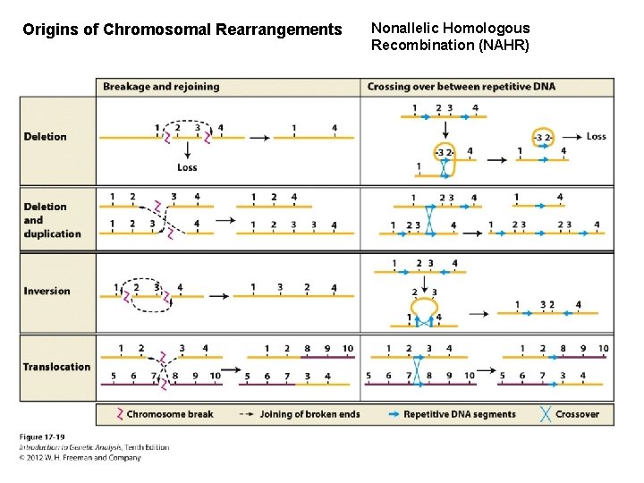 Origins of Chromosomal Rearrangements Nonallelic Homologous Recombination (NAHR) 