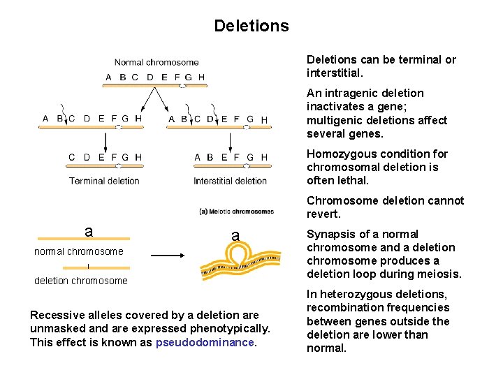 Deletions can be terminal or interstitial. An intragenic deletion inactivates a gene; multigenic deletions