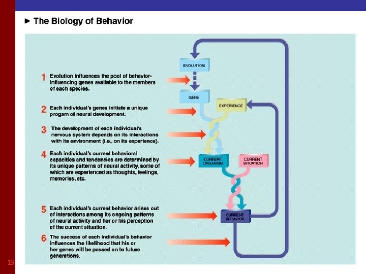 Biology of behaviour…. . . 19 