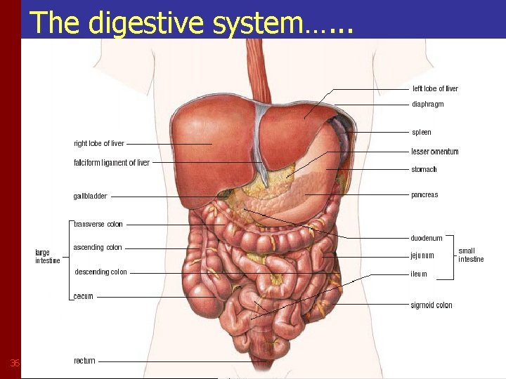 The digestive system…. . . 36 