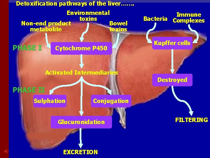 Detoxification pathways of the liver……. Environmental toxins Non-end product Bowel metabolite toxins PHASE I