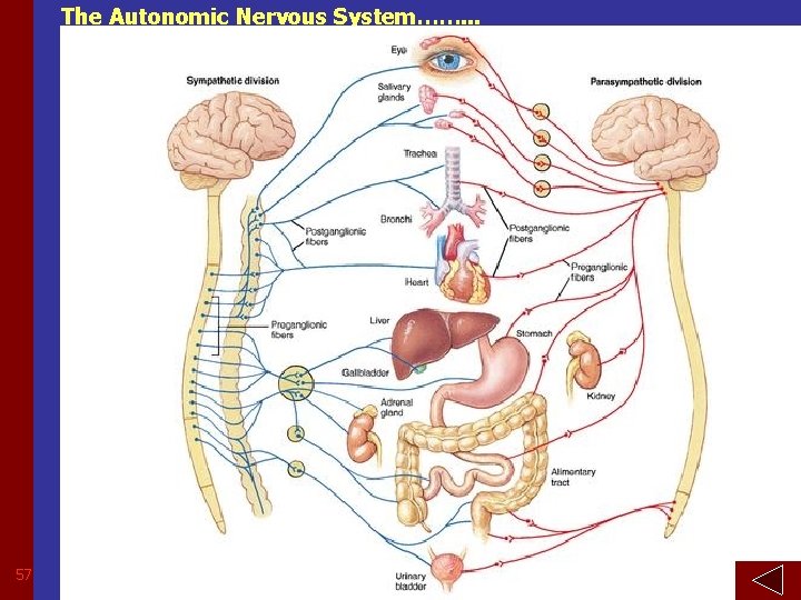 The Autonomic Nervous System……. . . 57 