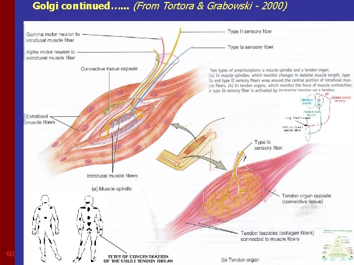 Golgi continued…. . . (From Tortora & Grabowski - 2000) 60 SITES OF CONCENTRATION
