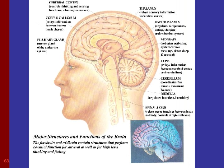 Sagittal of skull and brain 63 