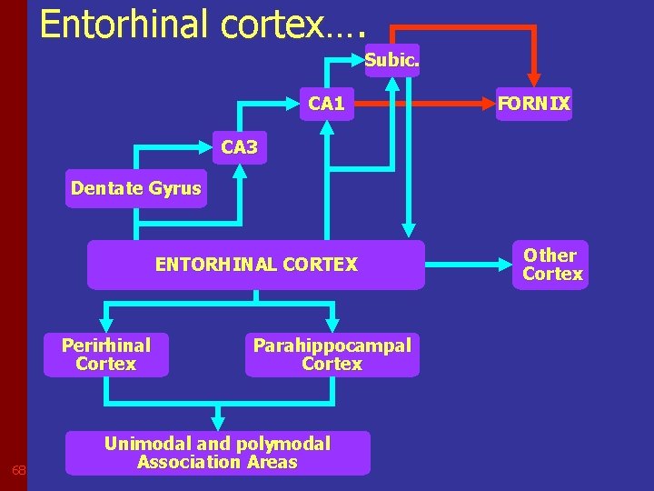 Entorhinal cortex…. Subic. CA 1 FORNIX CA 3 Dentate Gyrus ENTORHINAL CORTEX Perirhinal Cortex