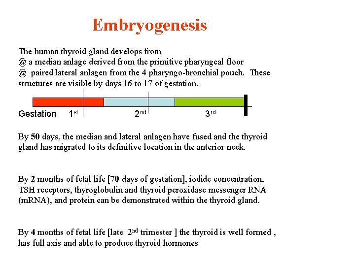 Embryogenesis The human thyroid gland develops from @ a median anlage derived from the