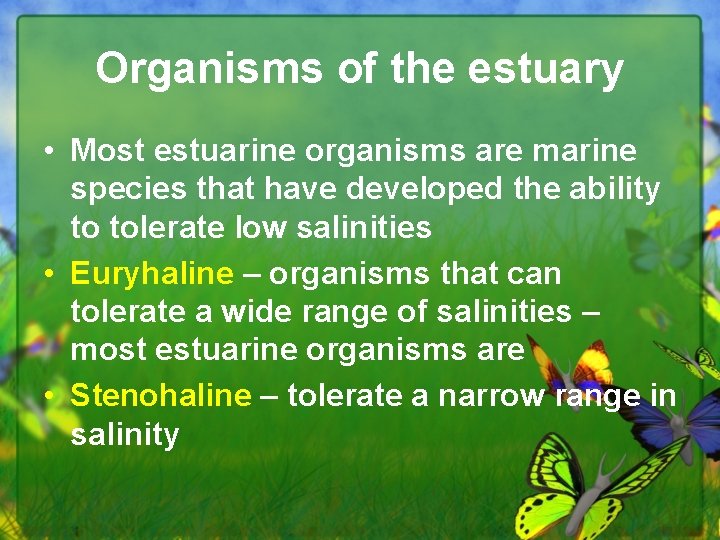 Organisms of the estuary • Most estuarine organisms are marine species that have developed