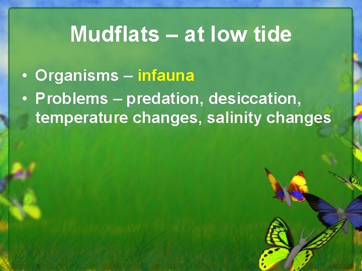 Mudflats – at low tide • Organisms – infauna • Problems – predation, desiccation,