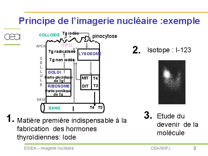 Principe de l’imagerie nucléaire : exemple COLLOIDE Tg iodée APEX pinocytose TPO I° Tg
