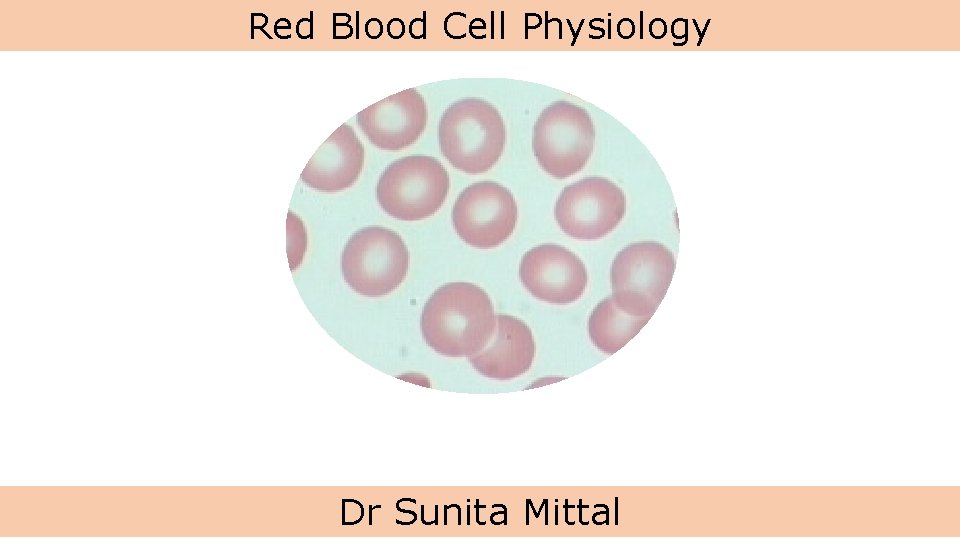 Red Blood Cell Physiology Dr Sunita Mittal 
