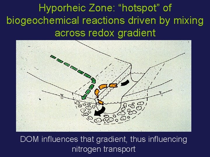 Hyporheic Zone: “hotspot” of biogeochemical reactions driven by mixing across redox gradient DOM influences