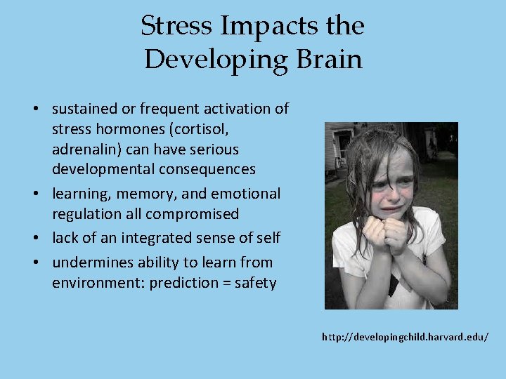 Stress Impacts the Developing Brain • sustained or frequent activation of stress hormones (cortisol, Stress Impacts the Developing Brain • sustained or frequent activation of stress hormones (cortisol,