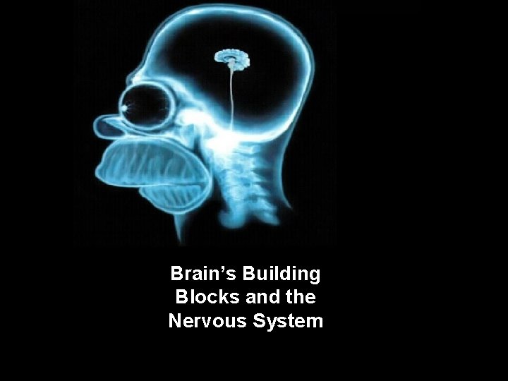 Module 3 & 4 Brain’s Building Blocks and the Nervous System 