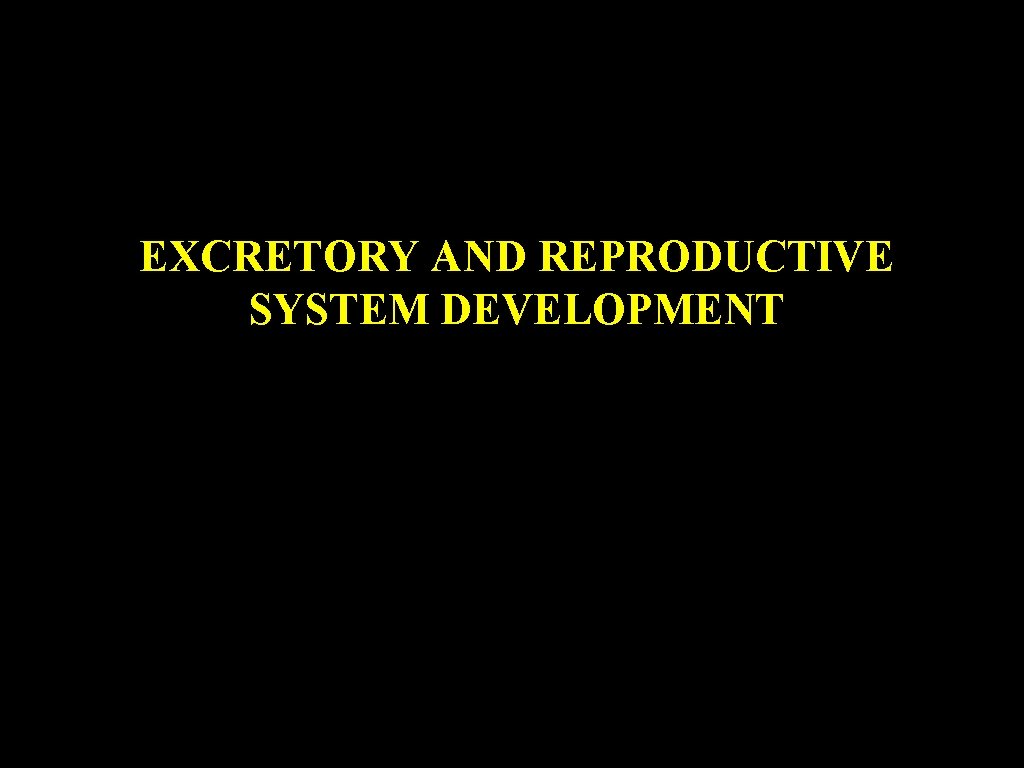 EXCRETORY AND REPRODUCTIVE SYSTEM DEVELOPMENT 