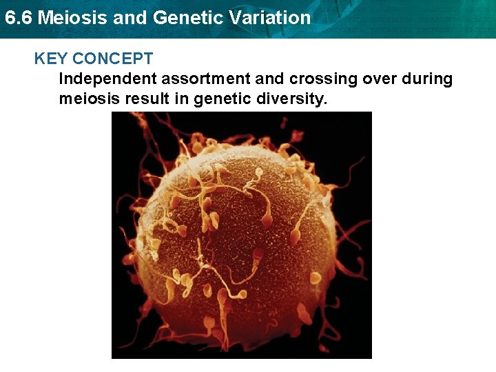 6. 6 Meiosis and Genetic Variation KEY CONCEPT Independent assortment and crossing over during