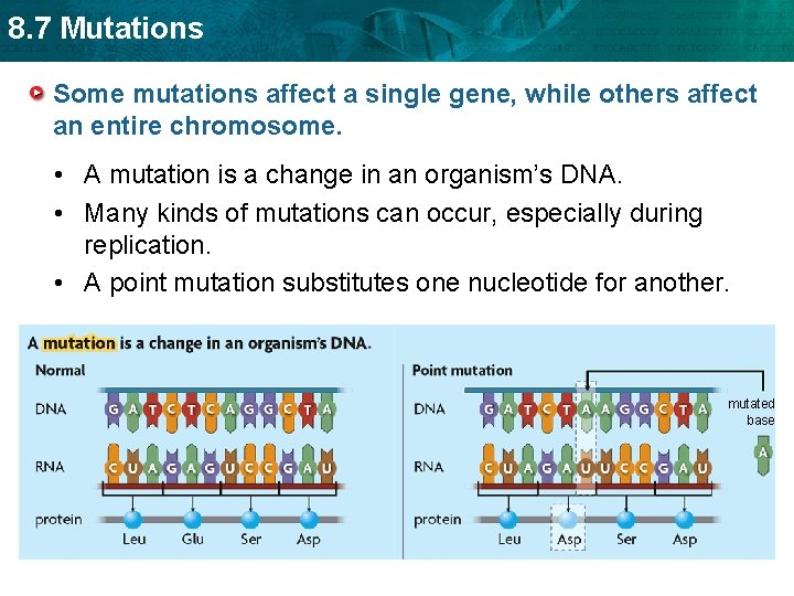8. 7 Mutations Some mutations affect a single gene, while others affect an entire
