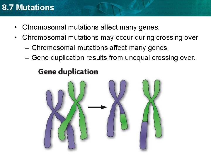 8. 7 Mutations • Chromosomal mutations affect many genes. • Chromosomal mutations may occur