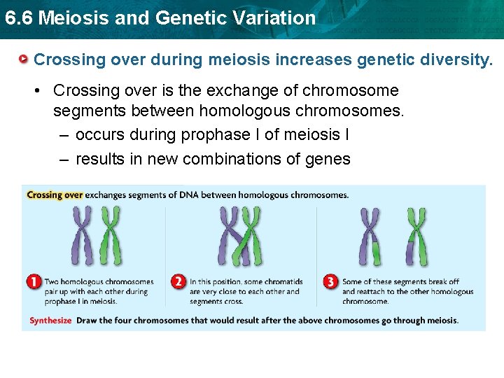 6. 6 Meiosis and Genetic Variation Crossing over during meiosis increases genetic diversity. •