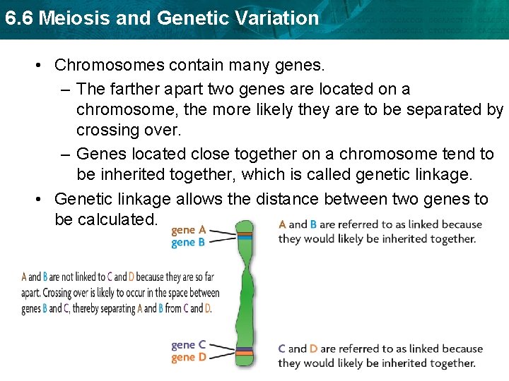6. 6 Meiosis and Genetic Variation • Chromosomes contain many genes. – The farther
