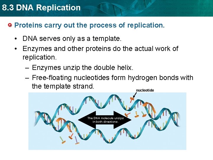 8. 3 DNA Replication Proteins carry out the process of replication. • DNA serves