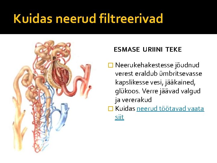 Kuidas neerud filtreerivad ESMASE URIINI TEKE � Neerukehakestesse jõudnud verest eraldub ümbritsevasse kapslikesse vesi,