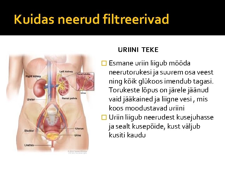 Kuidas neerud filtreerivad URIINI TEKE � Esmane uriin liigub mööda neerutorukesi ja suurem osa Kuidas neerud filtreerivad URIINI TEKE � Esmane uriin liigub mööda neerutorukesi ja suurem osa