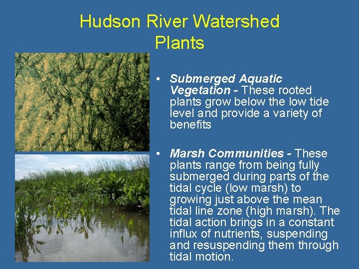 Hudson River Watershed Plants • Submerged Aquatic Vegetation - These rooted plants grow below