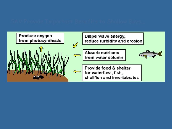 SAV Provide Important Benefits to Shallow Bays. . . 