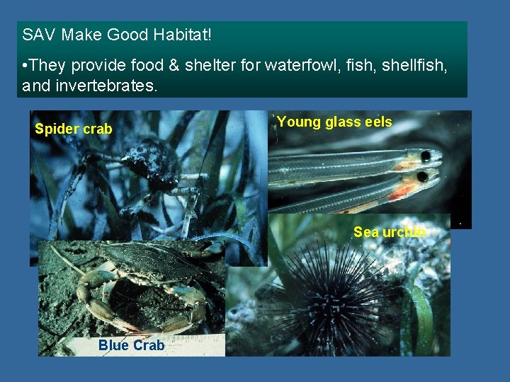 SAV Make Good Habitat! • They provide food & shelter for waterfowl, fish, shellfish,