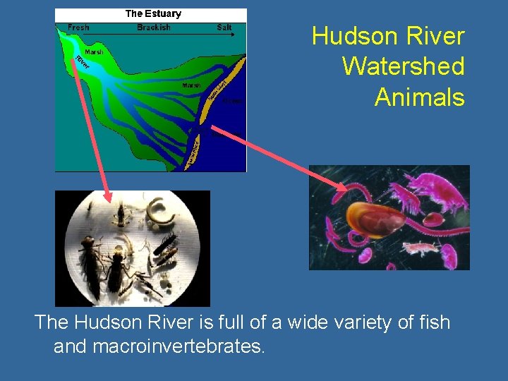 Hudson River Watershed Animals The Hudson River is full of a wide variety of