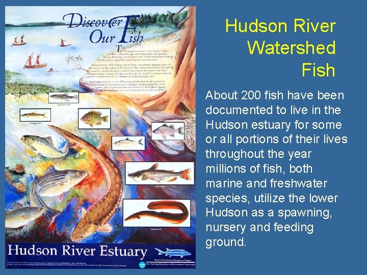 Hudson River Watershed Fish About 200 fish have been documented to live in the