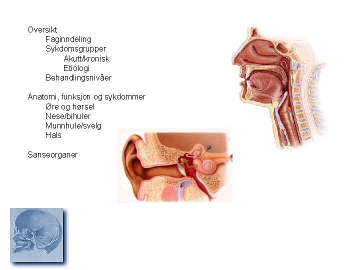 Oversikt Faginndeling Sykdomsgrupper Akutt/kronisk Etiologi Behandlingsnivåer Anatomi, funksjon og sykdommer Øre og hørsel Nese/bihuler