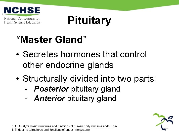 Pituitary “Master Gland” • Secretes hormones that control other endocrine glands • Structurally divided