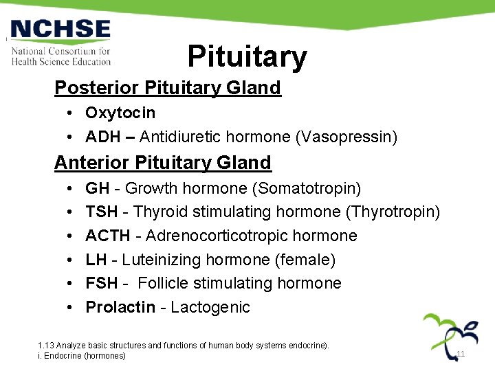 Pituitary Posterior Pituitary Gland • Oxytocin • ADH – Antidiuretic hormone (Vasopressin) Anterior Pituitary