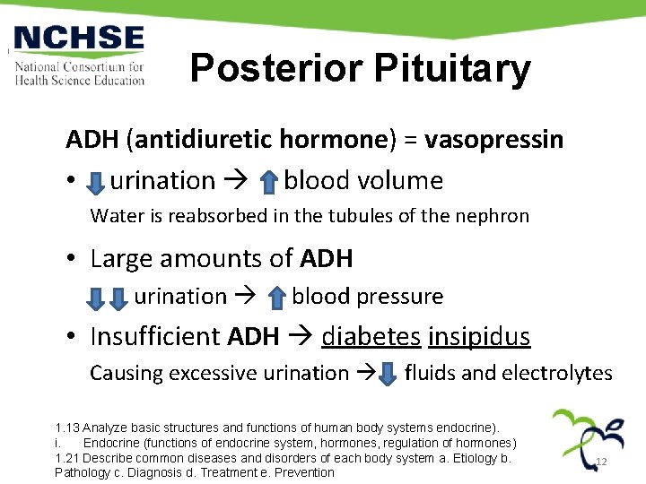 Posterior Pituitary ADH (antidiuretic hormone) = vasopressin • urination blood volume Water is reabsorbed